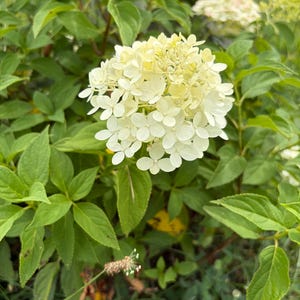 May include: A cluster of creamy white hydrangea flowers with four-petaled blossoms arranged in a rounded head. The flower head is surrounded by vibrant green, serrated leaves on thin stems, with another smaller, partially visible flower cluster.