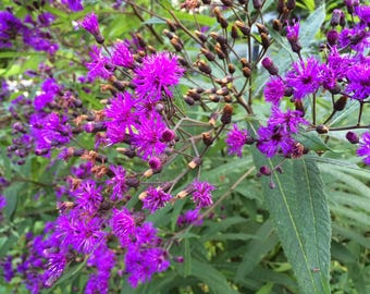 5 Ironweed plants for butterflies