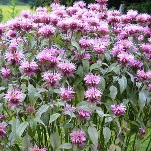 May include: A vibrant cluster of pink bee balm flowers in full bloom. The flowers have a unique, spiky appearance and are surrounded by green foliage. The image captures the beauty of a natural garden setting.