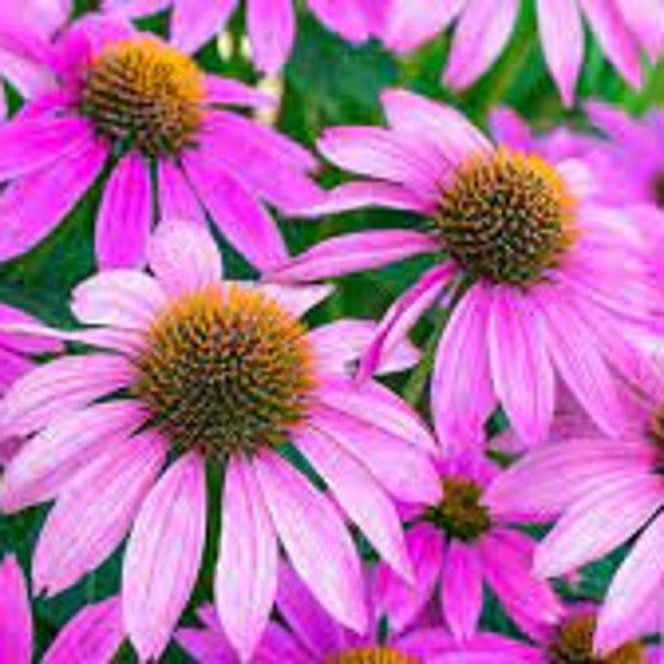 100 Purple Coneflower seeds