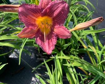 2 (1)  gallon Purple de Oro Daylily plants