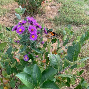 May include: A vibrant image of purple flowers with yellow centers, surrounded by green leaves. A monarch butterfly with orange and black wings rests on the flowers, set against a backdrop of grass and foliage.