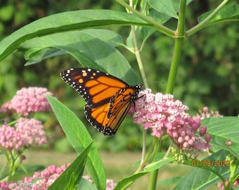 5 Pink swamp milkweed plants potted.