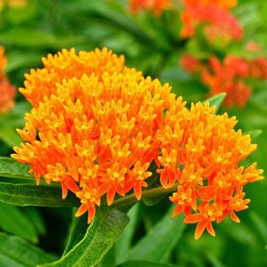 5 Orange Butterfly weed plants .