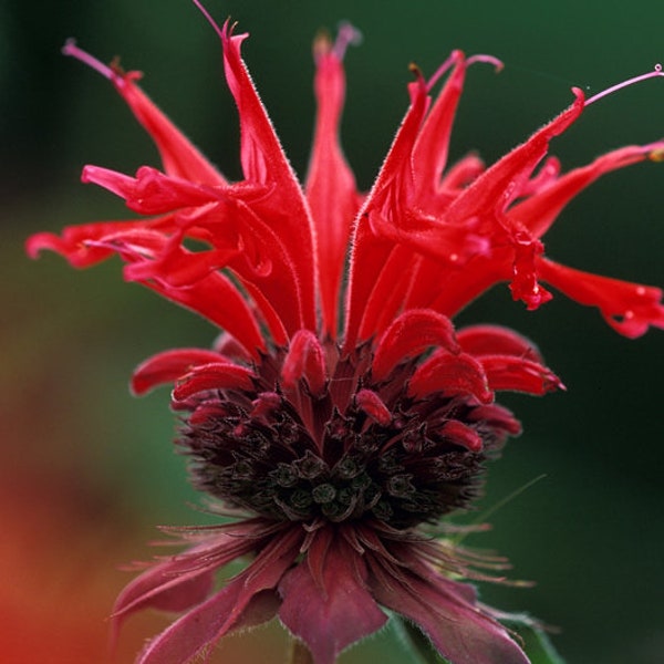 4 plantas de Scarlet Beebalm en maceta de 3 pulgadas.