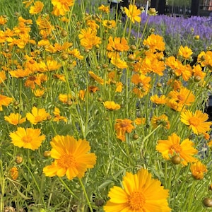 May include: A vibrant field of yellow coreopsis flowers in full bloom. The bright yellow petals contrast with the green stems and foliage, creating a sunny and cheerful scene. Some buds are visible, suggesting a continuous bloom.