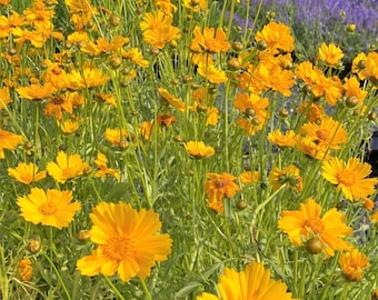 5 Lance leaf coreopsis potted plants