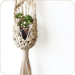 May include: A macrame plant hanger with a white cotton cord, holding a small glass pot with a succulent plant.