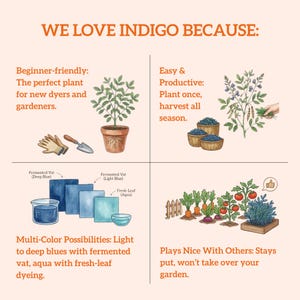 Op de afbeelding: Een ge&iuml;llustreerde infographic getiteld "WE LOVE INDIGO BECAUSE:" toont de voordelen van indigoplanten. Het bevat afbeeldingen van planten, tuingereedschap, kleurstofmonsters en een tuinscene, met tekst die de eigenschappen van de plant beschrijft.