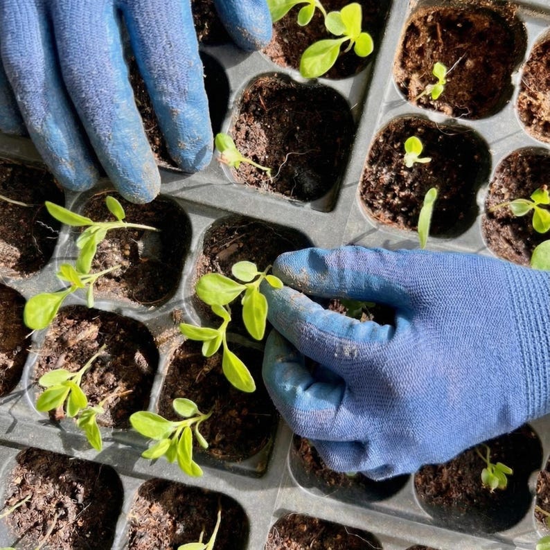 Gloved hands transplanting young Japanese indigo seedlings into a garden tray, perfect for a homeschool science activity or Montessori gardening project.