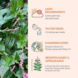 An educational infographic explaining light and water requirements for Japanese indigo, highlighting why it is the perfect starter for a homeschool nature study and dye garden.