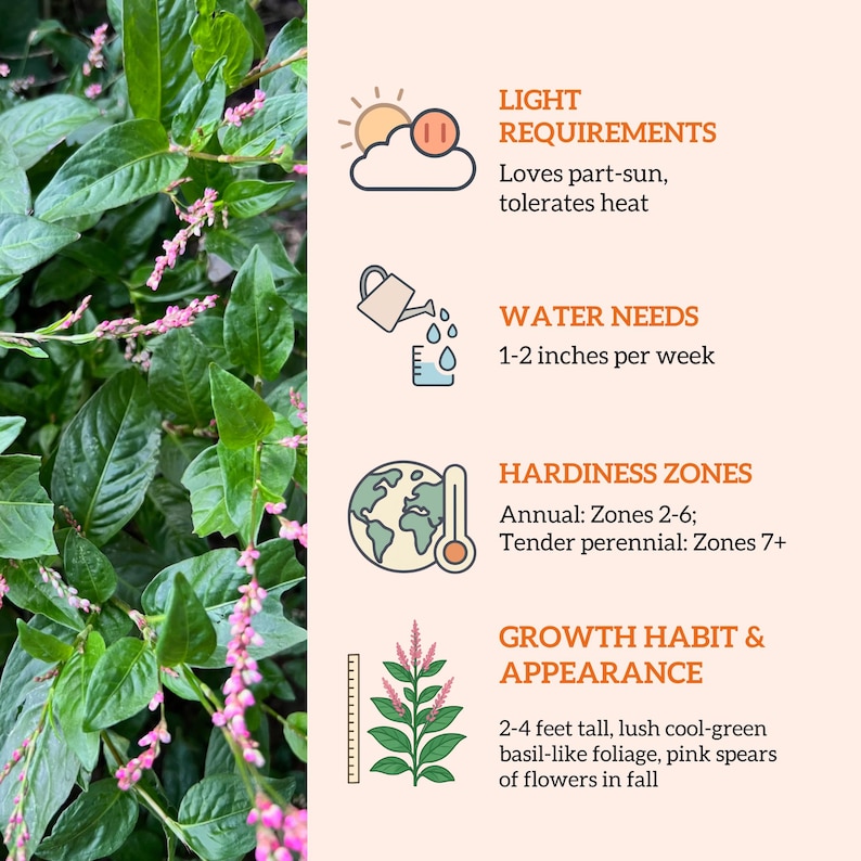 An educational infographic explaining light and water requirements for Japanese indigo, highlighting why it is the perfect starter for a homeschool nature study and dye garden.