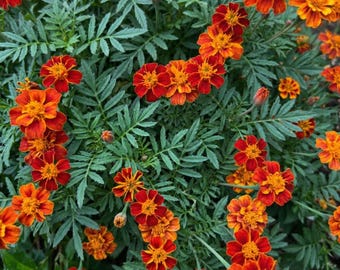 May include: A cluster of vibrant marigold flowers featuring layered petals in shades of deep orange, bright yellow, and reddish-brown. The blossoms are surrounded by dense, feathery, dark green foliage with serrated edges, creating a lush texture.