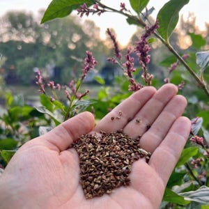 Op de afbeelding: Een hand toont een verzameling kleine, bruine zaden. De zaden liggen in de palm, met een vage achtergrond van groene bladeren en delicate roze bloemen. De foto is buiten genomen, in natuurlijk licht.