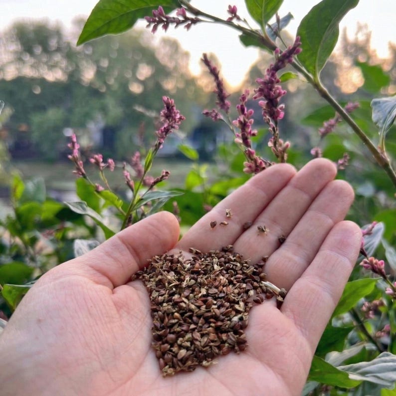 Op de afbeelding: Een hand toont een verzameling kleine, bruine zaden. De zaden liggen in de palm, met een vage achtergrond van groene bladeren en delicate roze bloemen. De foto is buiten genomen, in natuurlijk licht.