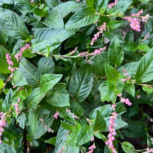 Lush green Japanese indigo plant foliage with pink flower spears, showing the growth habit of the Persicaria tinctoria natural dye plant for a nature study or shibori dye garden.