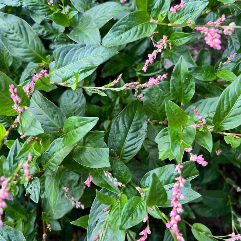 Lush green Japanese indigo plant foliage with pink flower spears, showing the growth habit of the Persicaria tinctoria natural dye plant for a nature study or shibori dye garden.