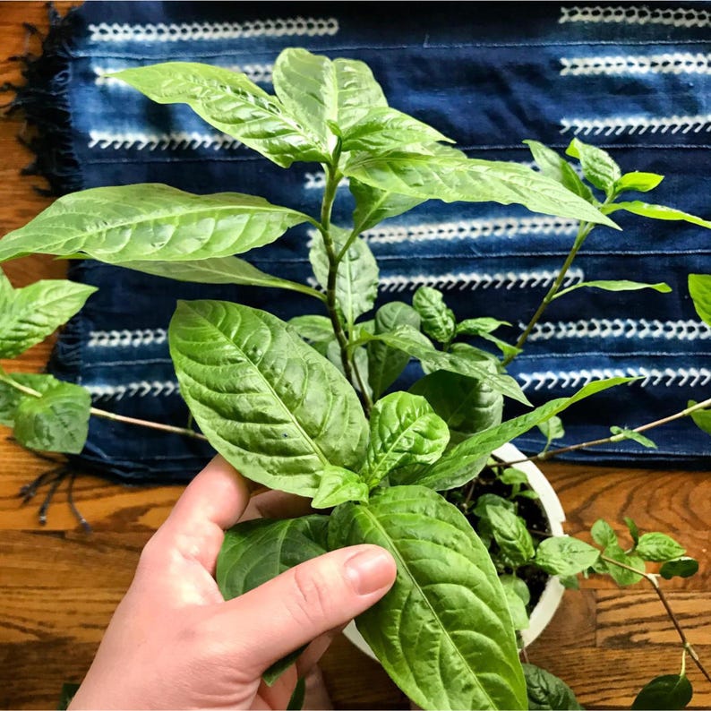 A close-up photograph of a hand gently holding the large, textured green leaf of a young indigo plant. The healthy plant is in a small white pot, which sits on a wooden floor in front of a folded shibori-dyed blue textile with white geometric patterns.