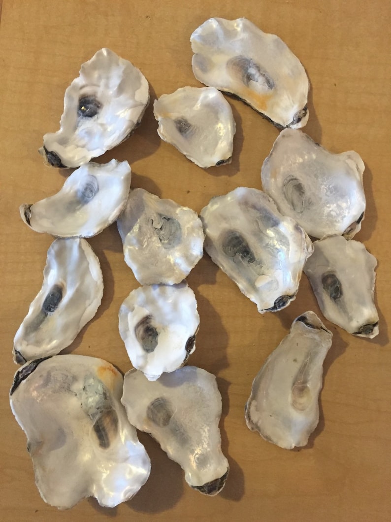 50 Flat Side Oyster Sea Shells Small Shiny Craft Art Clean No Etsy