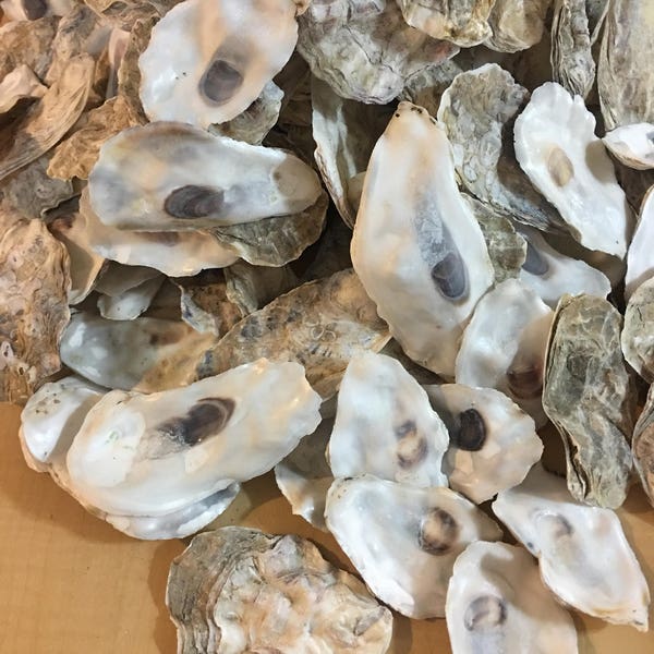 200 Oyster Shells 3-4.5 inch flat side Clean No Smell Place Cards Art Craft Painting Aquariums Jewelry