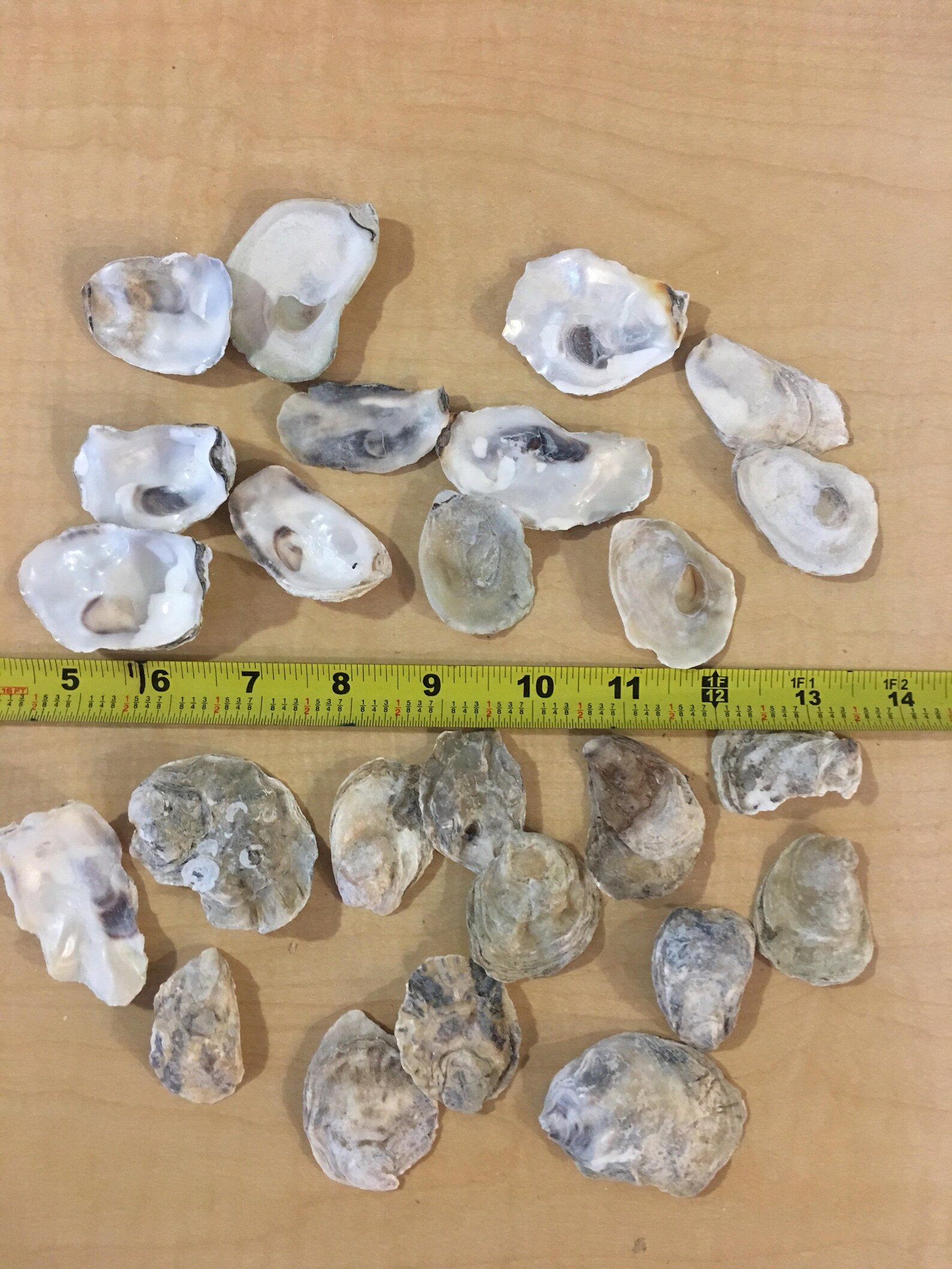 50 Exsmall Oysters Shells 1 2 3/4 Inch Flat Side Clean No Etsy