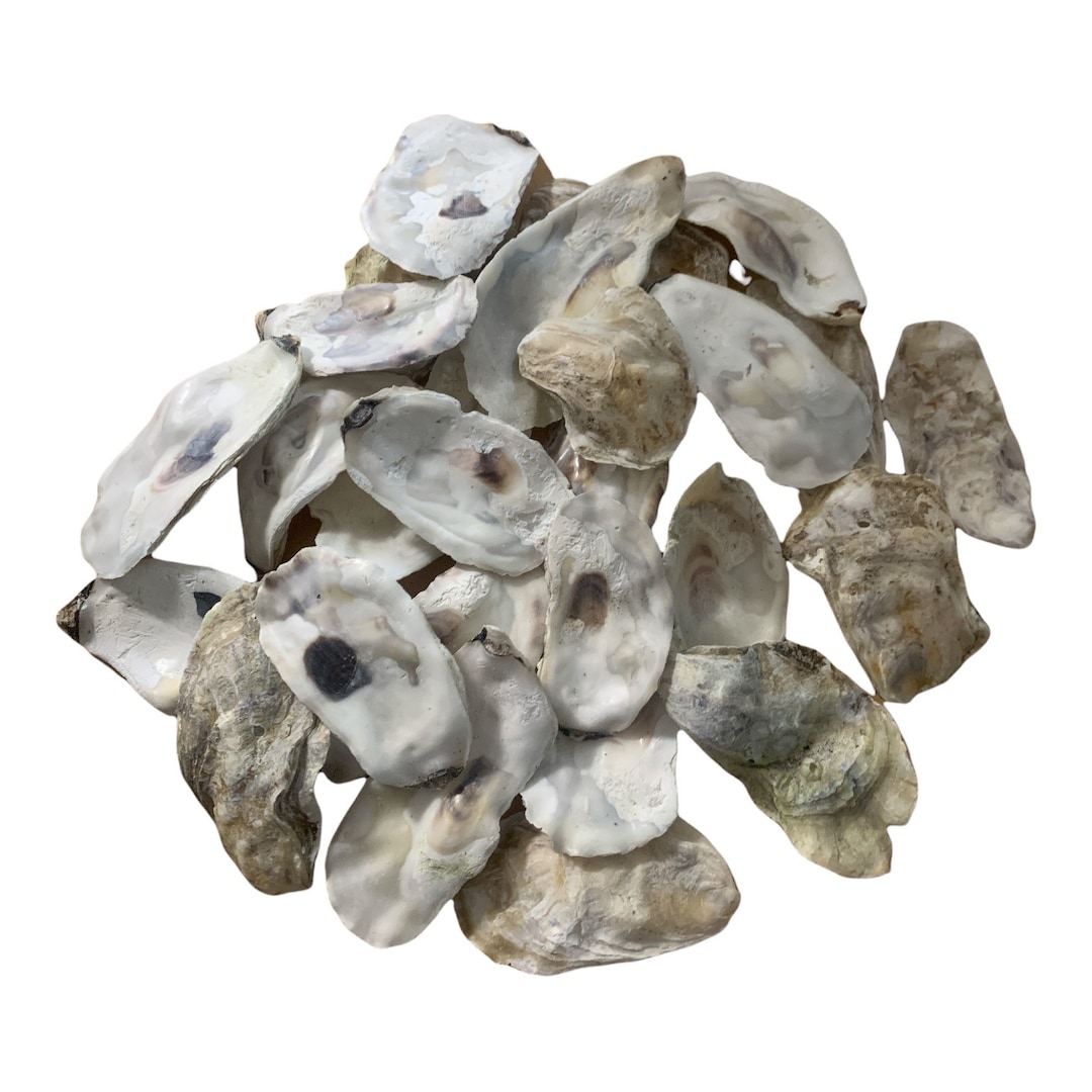180 Broken Oyster Shells 34.5 Inch Flat Side Clean No Smell Place Cards Art Craft Painting