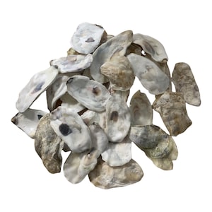 Flat Side Broken Oyster Shells 3-4.5 Inch Clean No Smell Place Cards Art Craft Painting Aquariums Wedding’s Jewelry