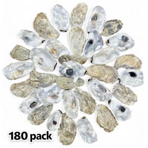 May include: A large pack of 180 oyster shells. The shells are arranged in a circular pattern, with the opening of each shell facing outward. The shells are a light gray color with some brown and white markings.