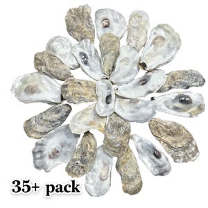 May include: A pack of 35+ natural oyster shells. The shells are white with a gray, textured exterior. They are arranged in a circular pattern.