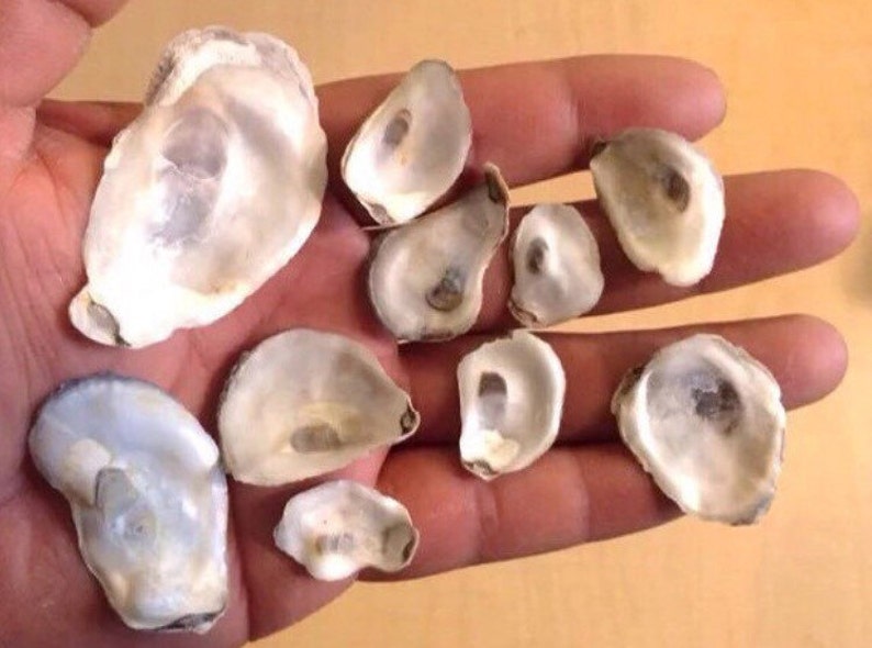 100 Baby Oyster Shells Flat Clean Craft Art Aquarius No Smell Etsy
