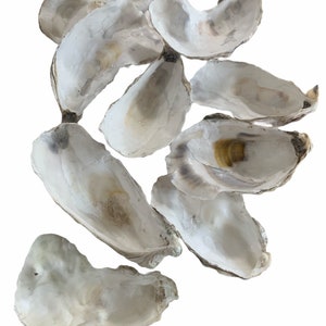 24 Large Oyster Shells 5,6,7,8 inch Broken cups Clean No Smell Art Craft Painting Aquariums Dish Jewelry Weddings *Bulk* Free Shipping