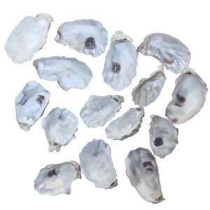 Cup Side Oyster Shells 3” to 4.5” Clean No Smell Art Craft Painting Aquariums Jewelry Dish wedding  *Bulk* Free Shipping