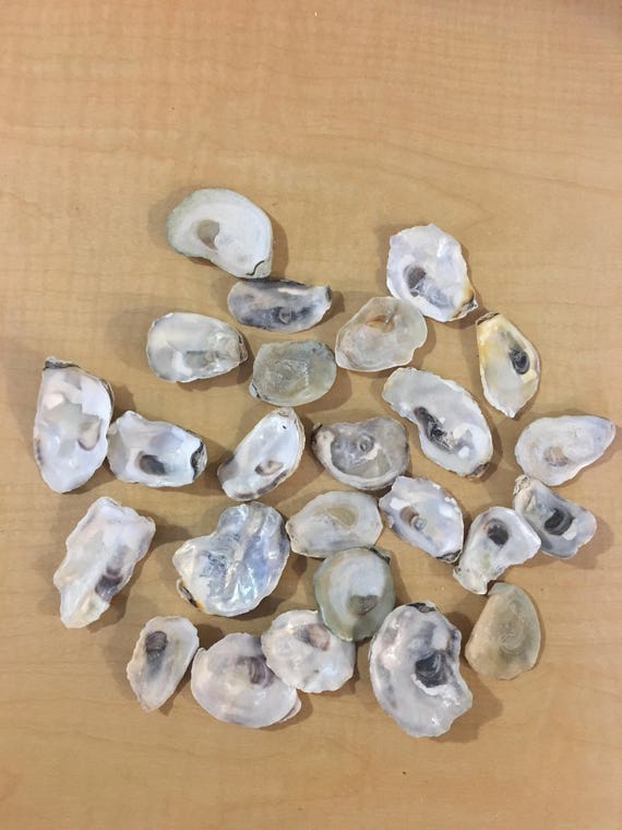 50 Exsmall Oysters Shells 1 2 3/4 Inch Flat Side Clean No Etsy
