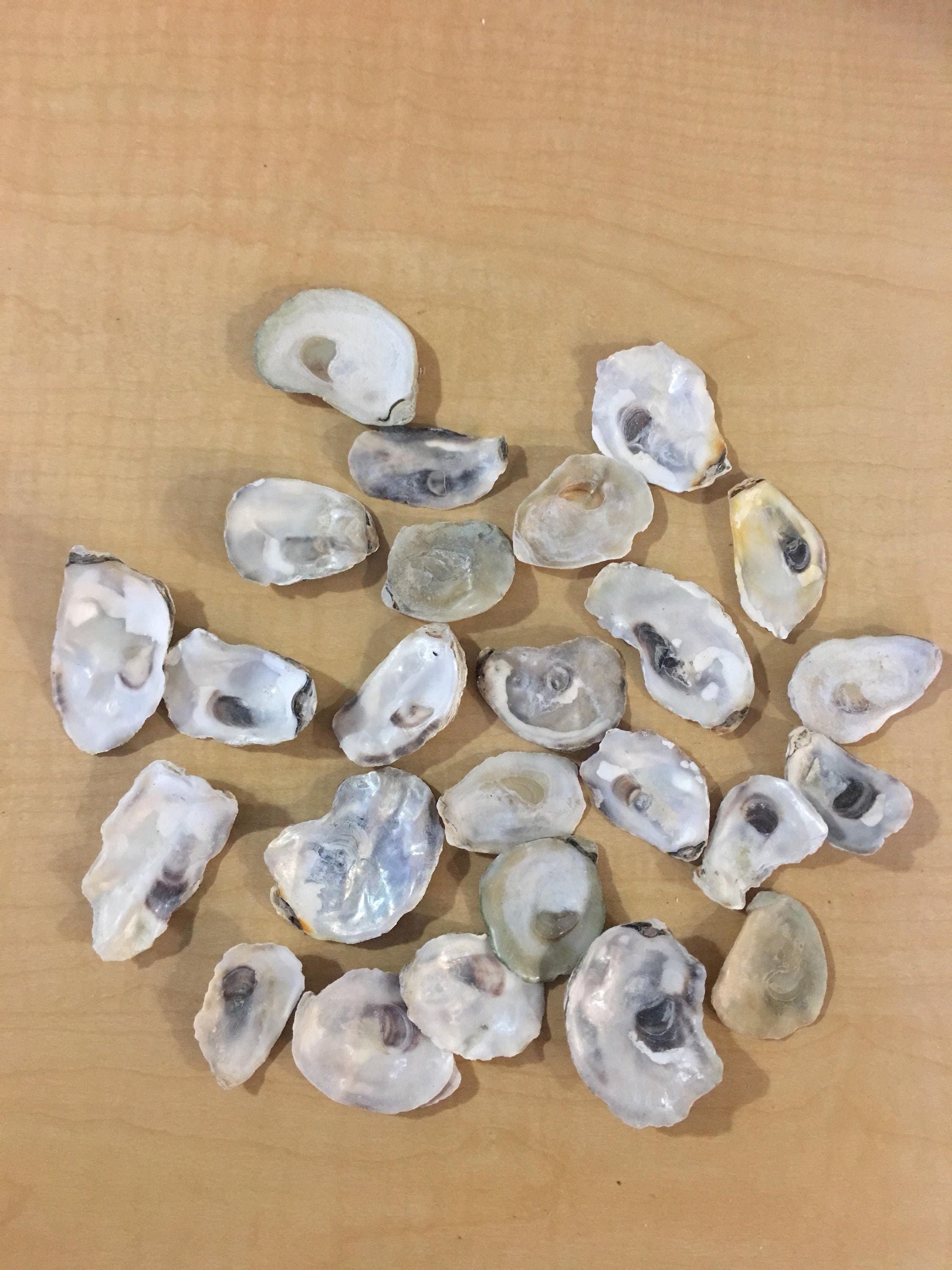 50 EXSmall Oysters shells 1 2 3/4 inch Flat Side Clean No Etsy