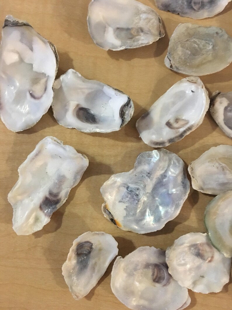 50 Exsmall Oysters Shells 1 2 3/4 Inch Flat Side Clean No Etsy