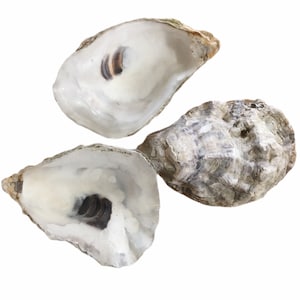 35 to 40 Large Oyster Shells 5”  6” Clean No Smell Art Craft Painting Aquariums Jewelry Dish wedding Cup Side *Bulk*