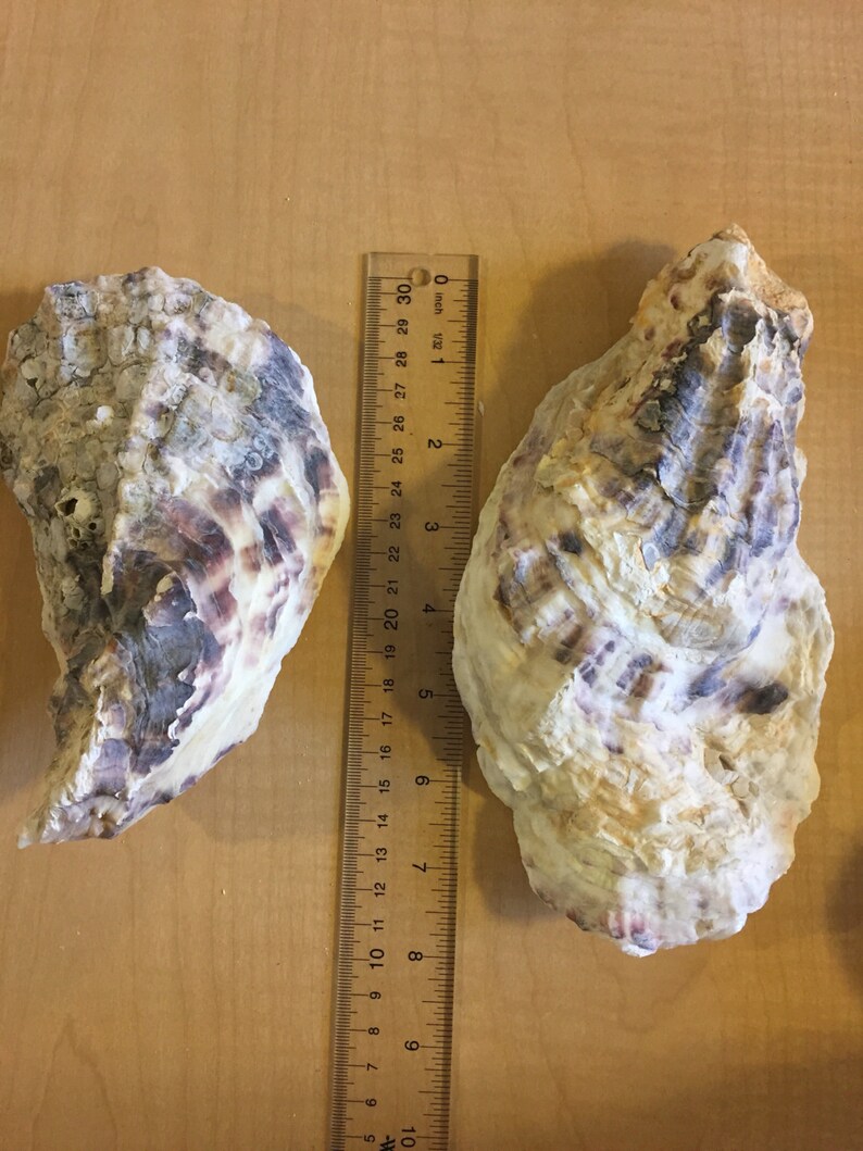 12 Large Oyster Shell 7 to 9 Inch Clean No Smell Art Craft Etsy