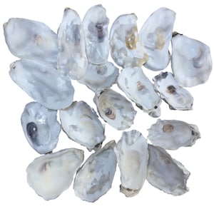 May include: A collection of 16 oyster shells, all with a natural white color and a smooth, slightly iridescent surface. The shells are arranged in a random pattern, with some overlapping.