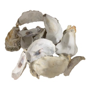 May include: A collection of oyster shells in various sizes and shapes. The shells are a natural white color with some brown and gray markings.