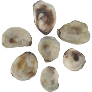 50 Small Baby Oyster Shells Craft Clean Jewelry *Bulk*