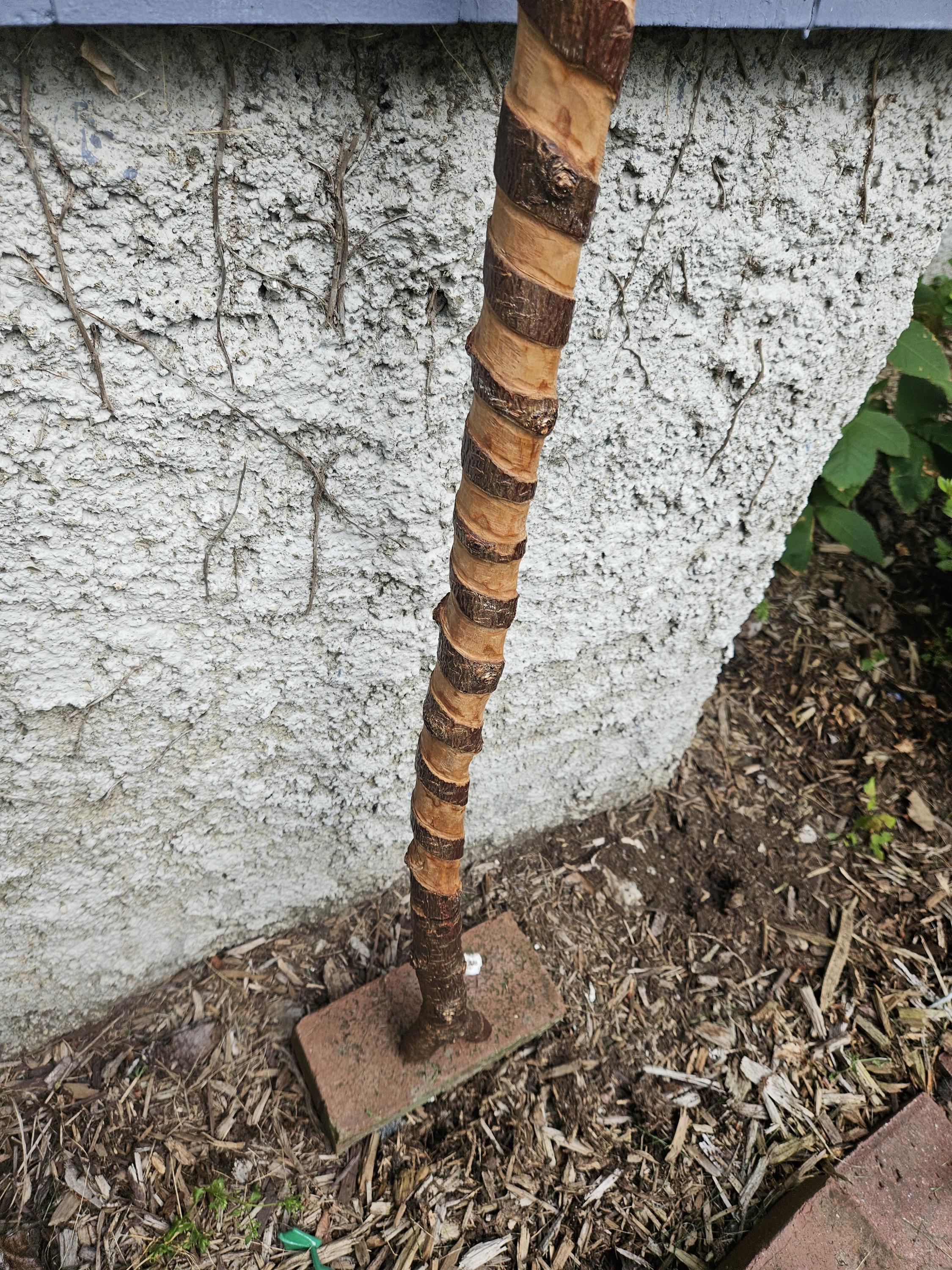 Stick Off Tree New England Black Cherry, Hand Carved Spiral Cain/walking Stick On/off ...