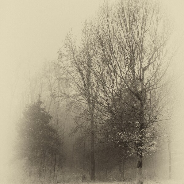 Fine Art Fog Among the Trees Digital Download By Karen Harrison Brown