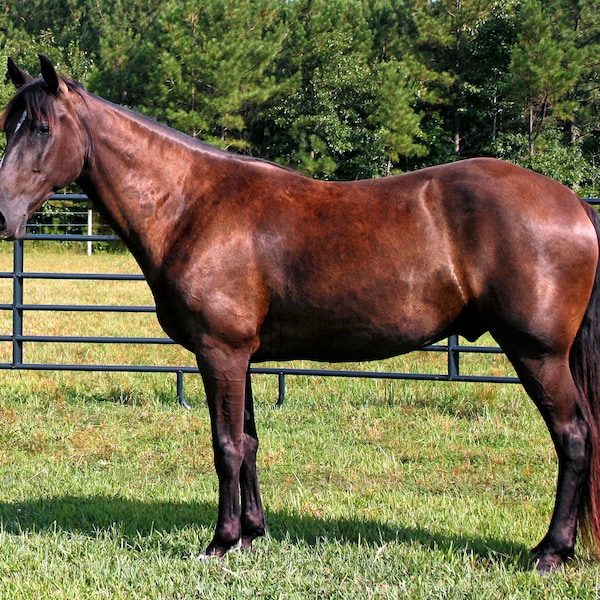 Tennessee Walker Digital Download By Karen Harrison Brown