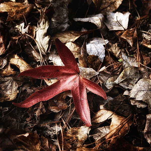 Red Leaf Digital Download By Karen Harrison Brown