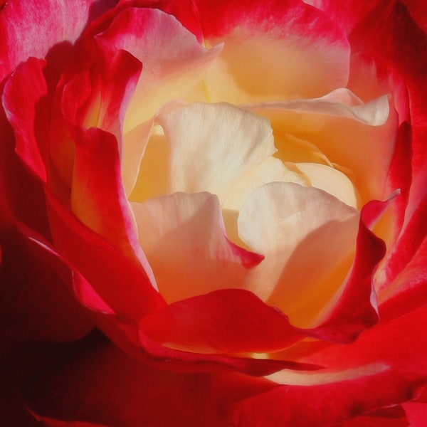 Abstract Rose Digital Download By Karen Harrison Brown