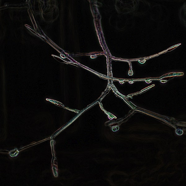 Poster Print Abstract Art Raindrops on Twigs By Karen Harrison Brown