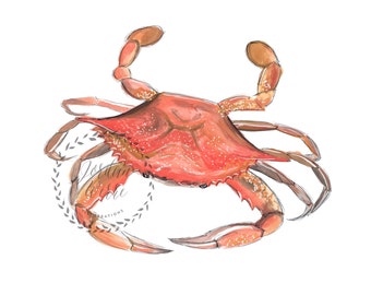 Maryland Blue Crab Illustration: Coastal Wall Art