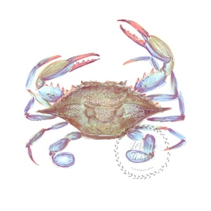 Maryland Blue Crab | Crab Decor | Coastal Wall Art | Ocean Art | Maryland Art | Blue Crab Decor | Beach Wall Art | Bathroom Wall Decor