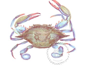 Maryland Blue Crab Illustration: Coastal Ocean Art Print