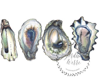 Oyster Shells, Coastal Beach Decor